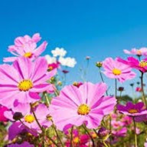 Meet your Posher, Stephanie - Picture 1 of 1